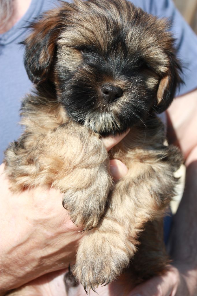 De Tchoung Tchoung Pa - Chiot disponible  - Terrier Tibetain