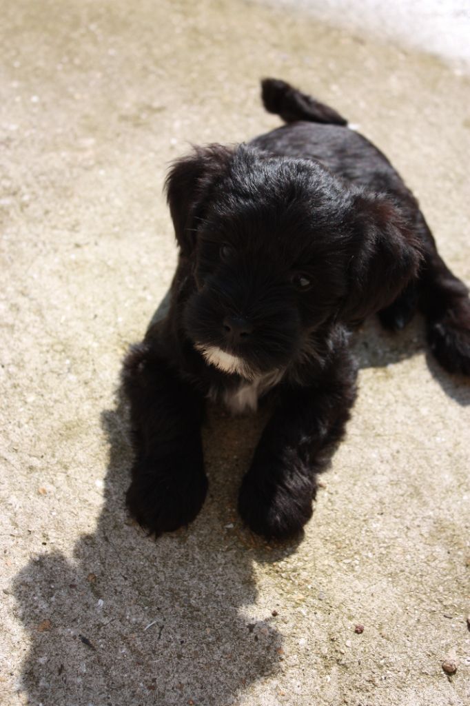 De Tchoung Tchoung Pa - Chiot disponible  - Terrier Tibetain