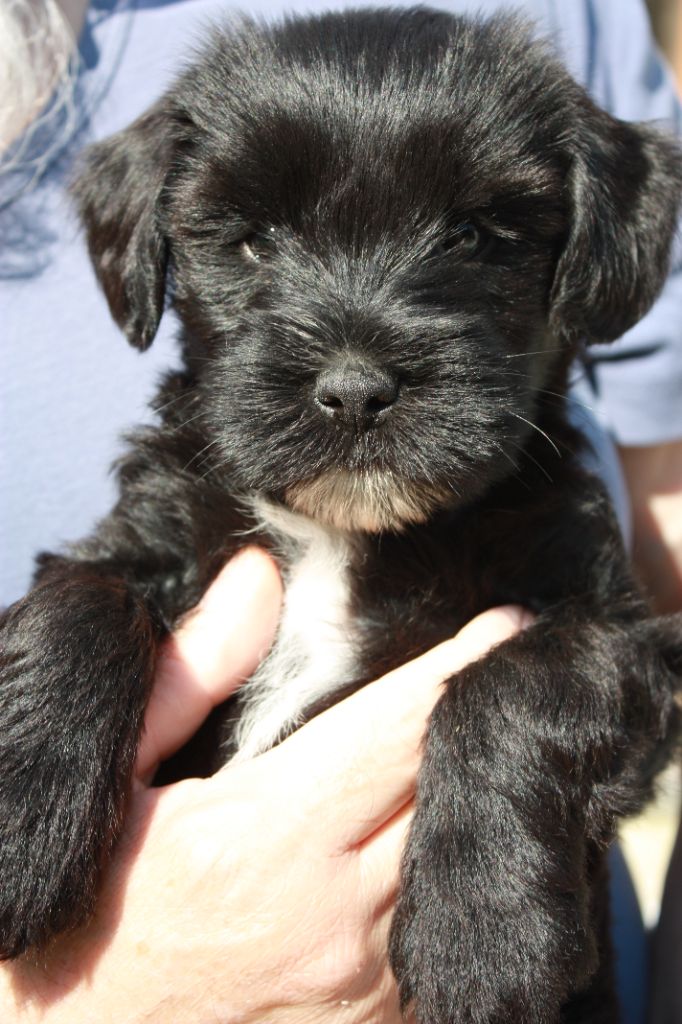 De Tchoung Tchoung Pa - Chiot disponible  - Terrier Tibetain