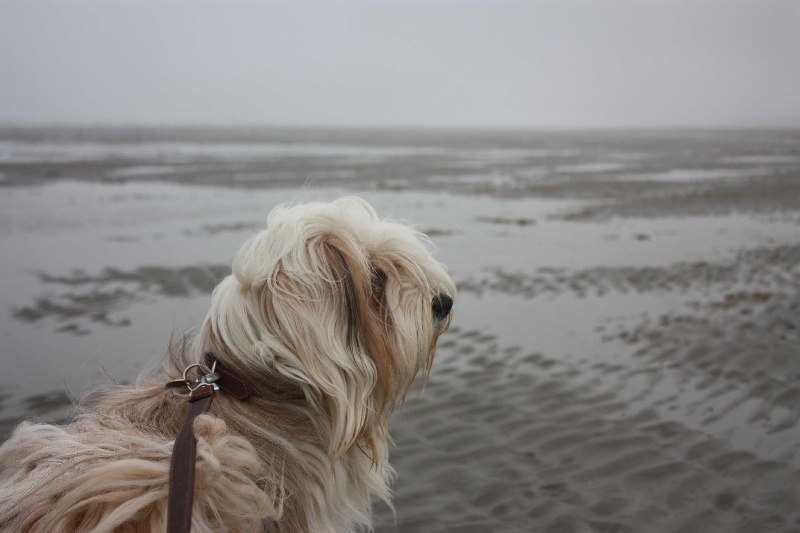 à la mer