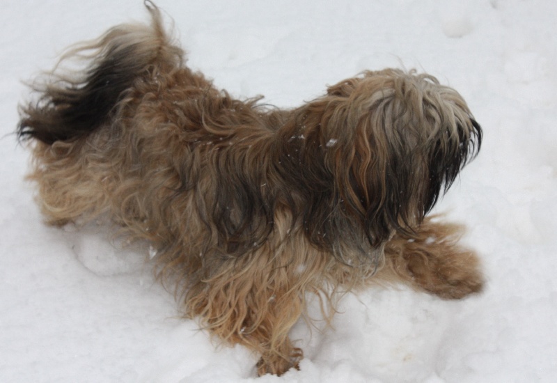 la neige